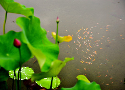 喷池一景.jpg 喷池一景.jpg