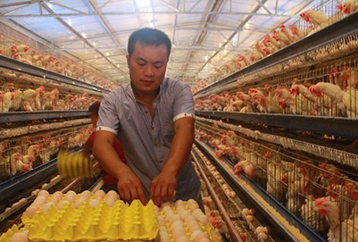 宜宾县柳嘉职业技术学校养鸡大王，年收入30万元。
