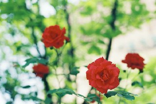 成都轻轨专业学校招生对象及要求