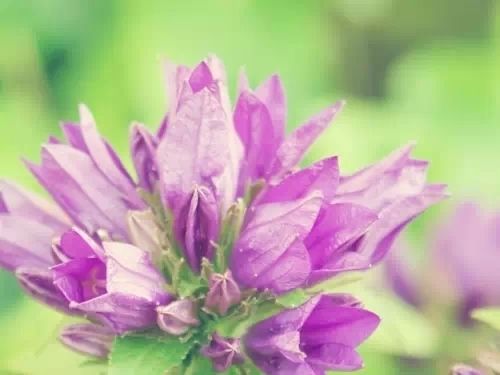 æ¸æ°è²è°è±åæ¡é¢å£çº¸ä¸è½½